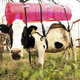 Image for article titled Fart Tanks Fight Methane, Give Al Gore Weird Ideas